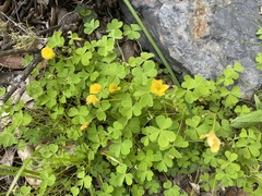 Oxalis californica