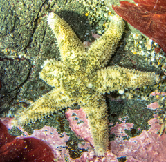 Leptasterias hexactis