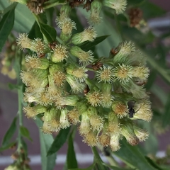 Corymbosae