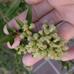Corymbosae