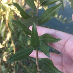 Corymbosae