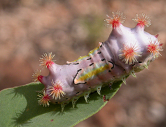 Doratifera vulnerans
