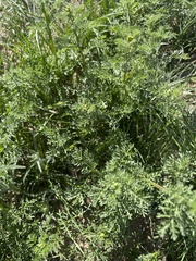 Oncosiphon pilulifer