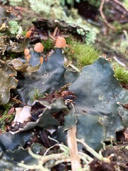 Peltigera neopolydactyla