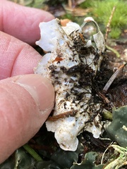Peltigera neopolydactyla