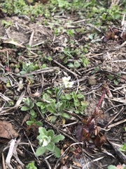 Tomostima platycarpa