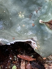 Peltigera neopolydactyla