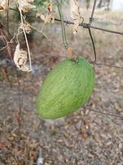 Asclepiadoideae
