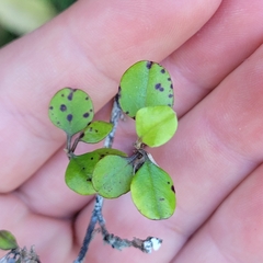 Helichrysum lanceolatum