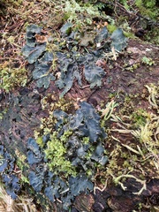 Peltigera neopolydactyla