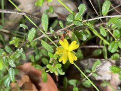 Hibbertia empetrifolia