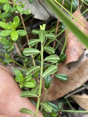 Hibbertia empetrifolia