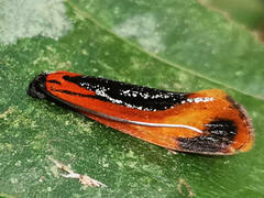 Coryptilum