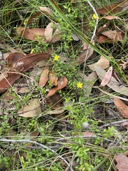 Hibbertia empetrifolia