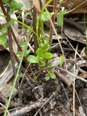 Hibbertia empetrifolia
