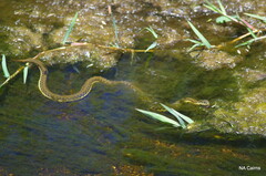 Thamnophis hammondii