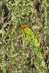 Zoniopoda tarsata