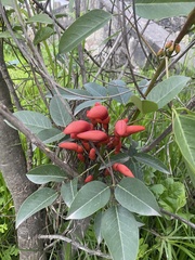 Erythrina
