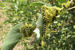 Leucanella viridescens