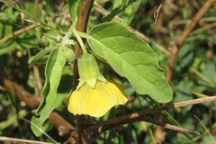 Physalis viscosa