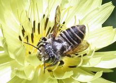 Megachile texana