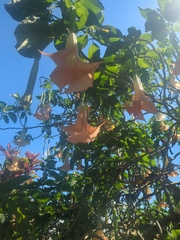 Brugmansia arborea