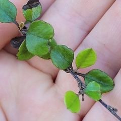 Helichrysum lanceolatum