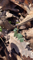 Erigenia bulbosa