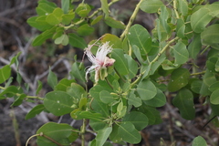 Capparis sandwichiana