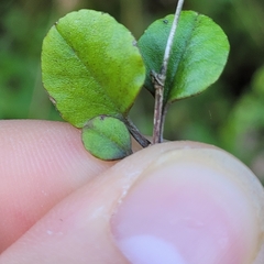 Helichrysum lanceolatum