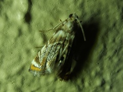 Eoparargyractis