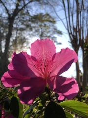 Rhododendron indicum