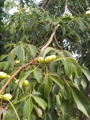 Ceiba insignis