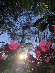 Rhododendron indicum