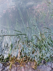 Phyllospadix scouleri