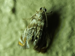 Eoparargyractis