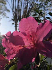 Rhododendron indicum