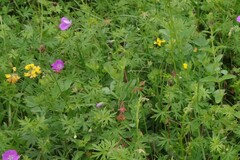 Coronilla coronata