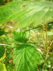 Leiobunum
