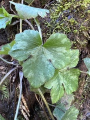 Ranunculus recurvatus