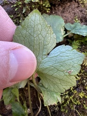 Ranunculus recurvatus