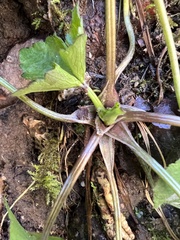 Ranunculus recurvatus