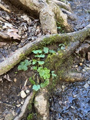 Ranunculus recurvatus
