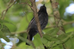 Thamnophilus bridgesi