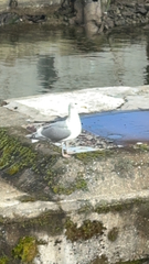 Larus glaucescens × occidentalis