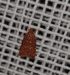 Syringoseca rhodoxantha