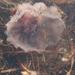 Cyanea versicolor