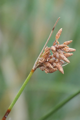 Fimbristylis ferruginea
