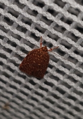 Syringoseca rhodoxantha