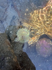 Anthopleura xanthogrammica